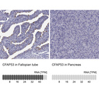 Anti-CFAP53 Antibody