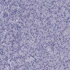 Anti-CFAP53 Antibody