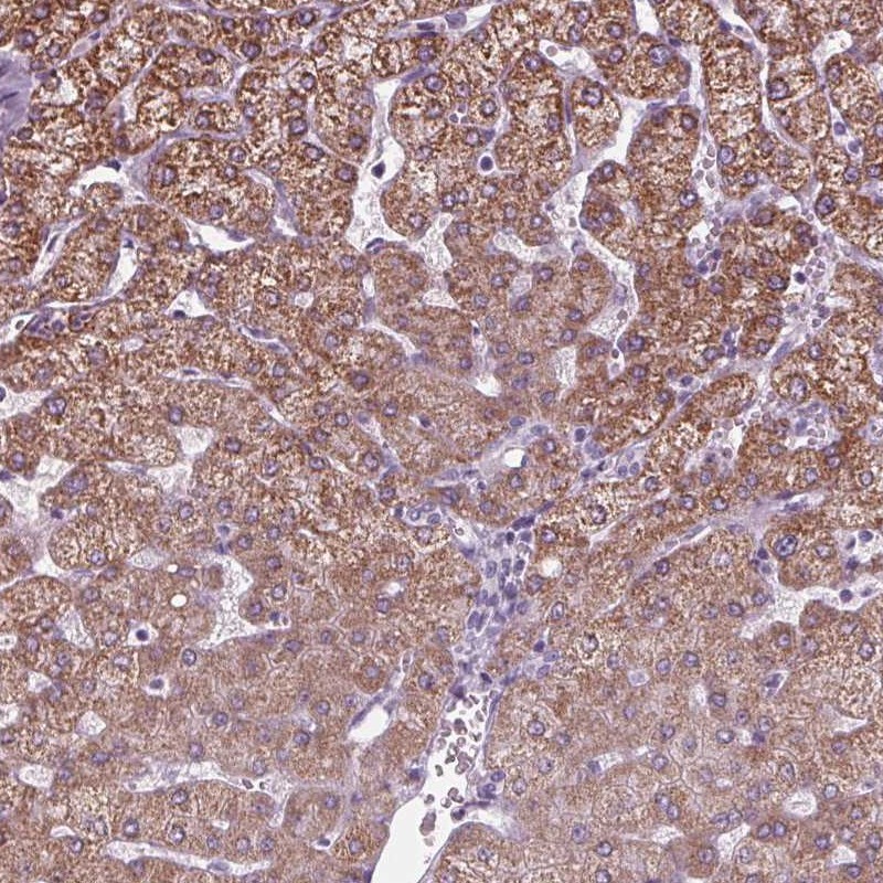 Anti-CYP3A43 Antibody