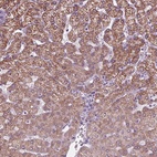 Anti-CYP3A43 Antibody