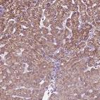 Anti-CYP3A43 Antibody