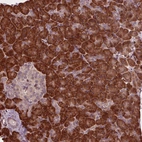 Immunohistochemical staining of human pancreas shows strong cytoplasmic positivity in exocrine glandular cells.