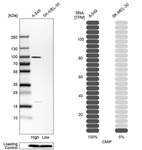 Western blot analysis in human cell lines A-549 and SK-MEL-30 using Anti-CMIP antibody. Corresponding CMIP RNA-seq data are presented for the same cell lines. Loading control: Anti-COX4I1.