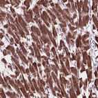 Anti-MRPL33 Antibody