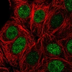 Anti-ZBTB42 Antibody