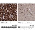 Anti-PRDX4 Antibody