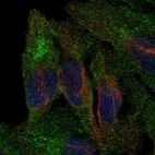 Anti-PCDHB5 Antibody