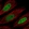Anti-CEBPD Antibody