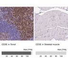 Anti-CD3E Antibody