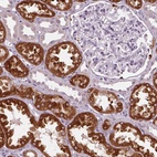 Immunohistochemical staining of human kidney shows high expression.
