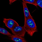 Immunofluorescent staining of human cell line SH-SY5Y shows localization to nucleus & nucleoli fibrillar center.
