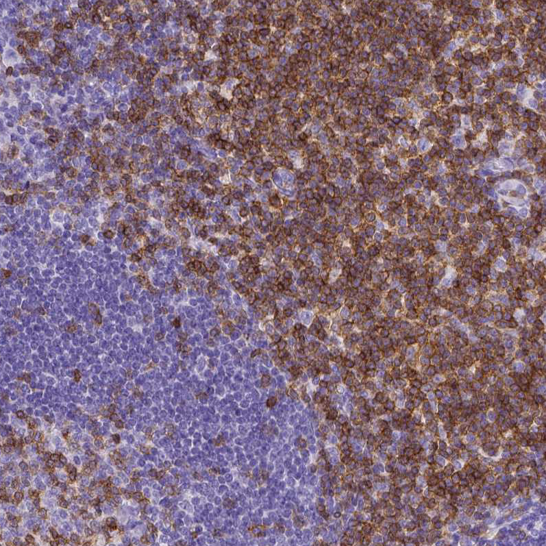 Mouse Monoclonal AntiCD3E Antibody Buy for research Highly