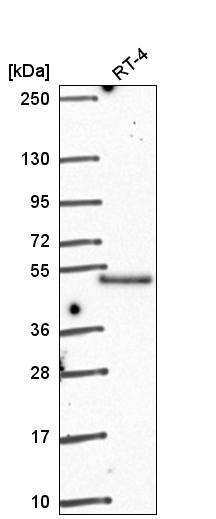 Anti-POLR2M Antibody