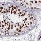 Immunohistochemical staining of human testis using Anti-HIST1H1T antibody HPA068266.
