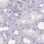 Immunohistochemical staining of human kidney using Anti-HIST1H1T antibody HPA068266.