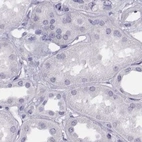 Immunohistochemical staining of human kidney using Anti-HIST1H1T antibody HPA068266.