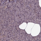 Immunohistochemical staining of human pancreas shows no positivity in exocrine glandular cells as expected.