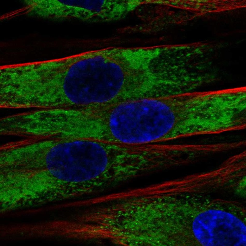 Anti-COL1A2 Antibody