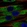 Anti-COL1A2 Antibody