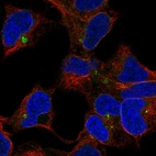 Anti-CLPTM1 Antibody