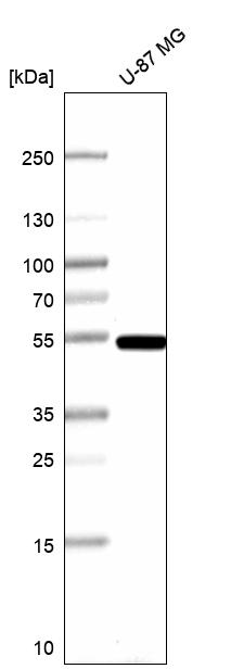 Anti-ENO1 Antibody