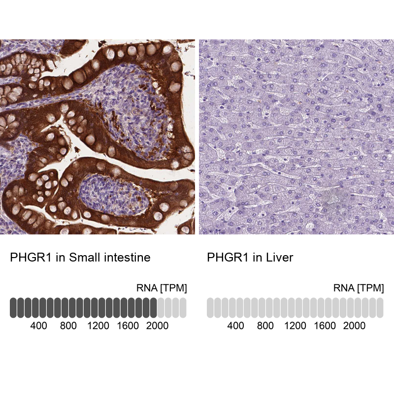 Anti-PHGR1 Antibody