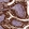 Anti-PHGR1 Antibody