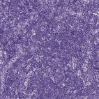 Immunohistochemical staining of human lymph node shows no positivity in non-germinal center cells as expected.