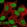 Anti-ZBED6 Antibody