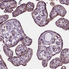Anti-KIAA0040 Antibody