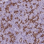Immunohistochemical staining of human pancreas shows strong membranous positivity in exocrine glandular cells.