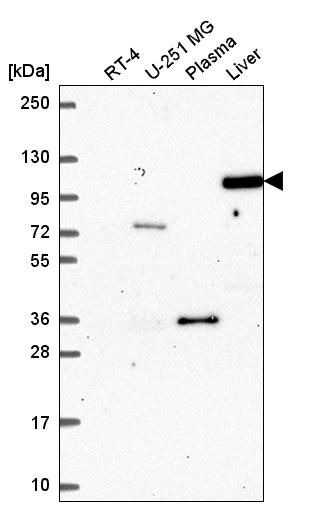 Anti-AGO4 Antibody