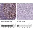 Anti-NCAPH2 Antibody