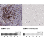 Anti-CD8A Antibody