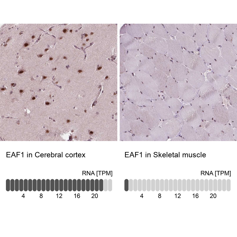 Anti-EAF1 Antibody
