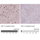 Anti-EAF1 Antibody