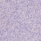 Immunohistochemical staining of human pancreas shows weak cytoplasmic positivity in exocrine glandular cells.