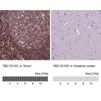 Anti-TBC1D10C Antibody