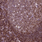 Immunohistochemical staining of human tonsil shows high expression.