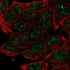 Immunofluorescent staining of human cell line Hep G2 shows localization to nuclear bodies.