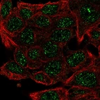 Immunofluorescent staining of human cell line Hep G2 shows localization to nuclear bodies.