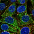 Anti-REEP5 Antibody