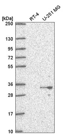 Anti-PSMG1 Antibody