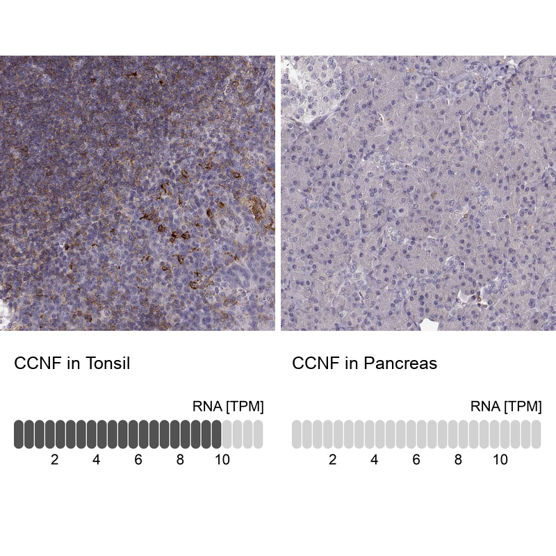 Anti-CCNF Antibody