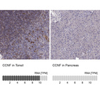 Anti-CCNF Antibody
