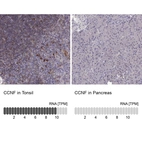 Anti-CCNF Antibody