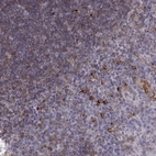 Immunohistochemical staining of human tonsil shows high expression.