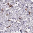 Immunohistochemical staining of human liver using Anti-CCNF antibody HPA070495.