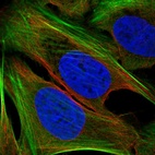 Anti-TMEM59L Antibody