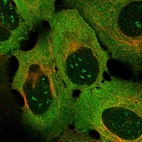 Anti-TNFRSF9 Antibody